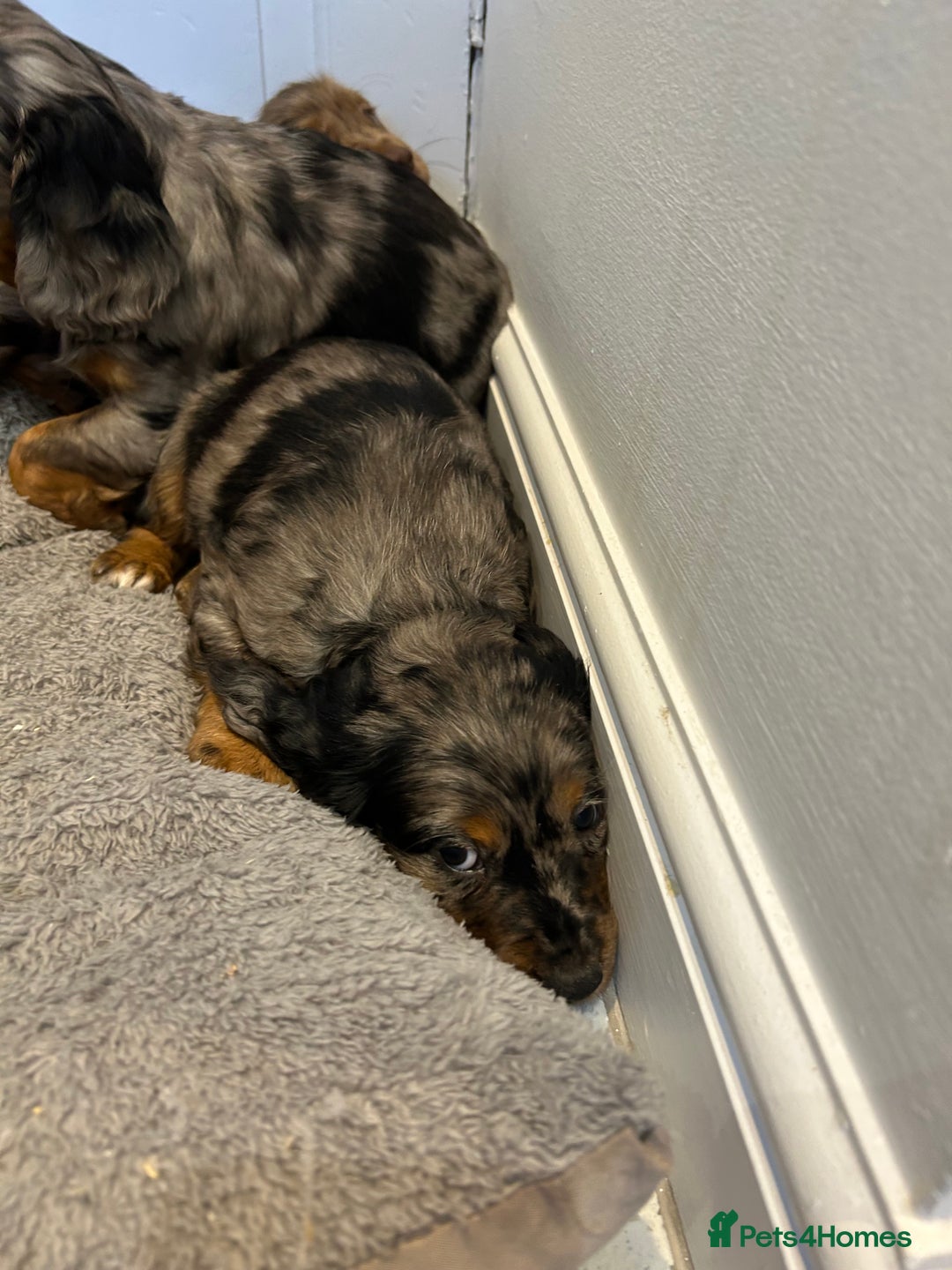 Cocker Spaniel dogs for sale: Super rare and unique show type dna tested Kc reg  - Image 26