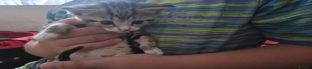 British Shorthair Kitten 1