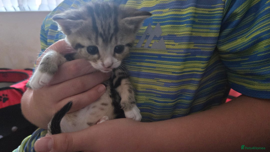 British Shorthair cats for sale: 6 beautiful mixed kittens - Image 8