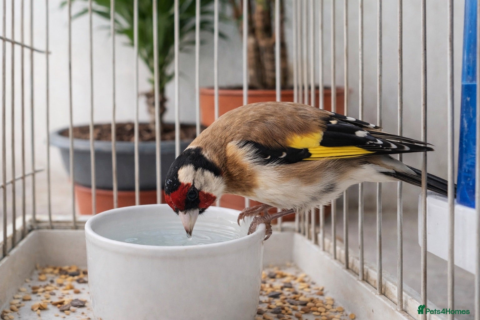 Finches birds Finches  - Advert 2