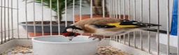 Finches birds for sale: Finches  - Advert 2