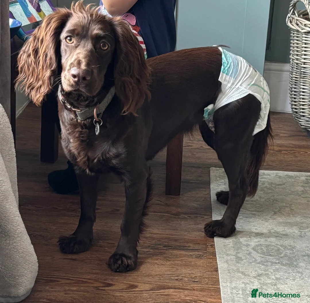 Cocker Spaniel dogs for stud: Looking for Stud - Advert 3