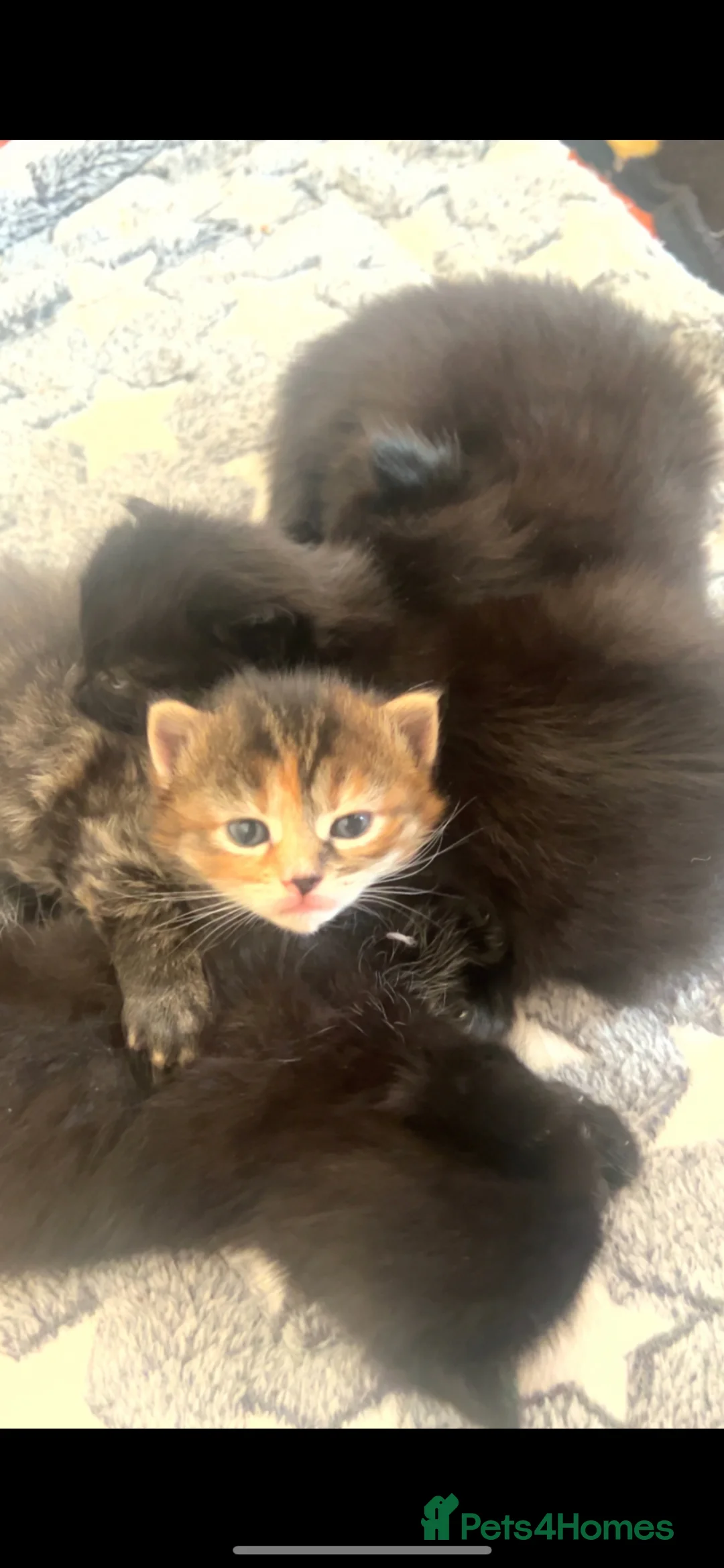 Bengal cats for sale: bengal x  - Advert 1