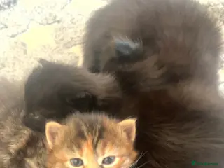 Bengal cats bengal x - Advert 2