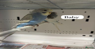 Budgerigars birds - Advert 3