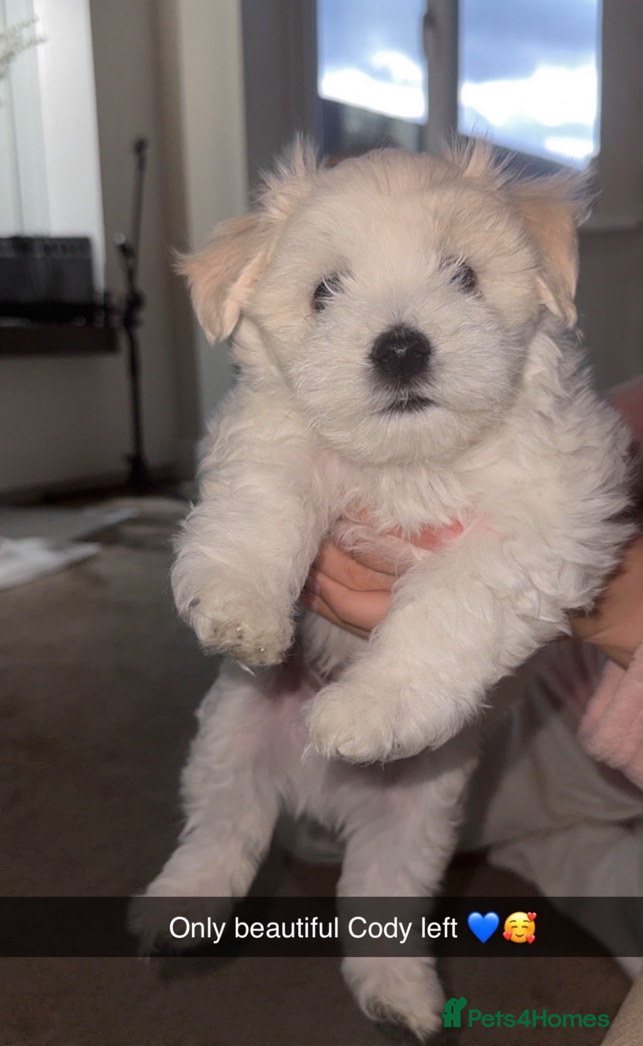 Mixed Breed dogs 4 beautiful bichon Maltese pups for sale - Advert 1