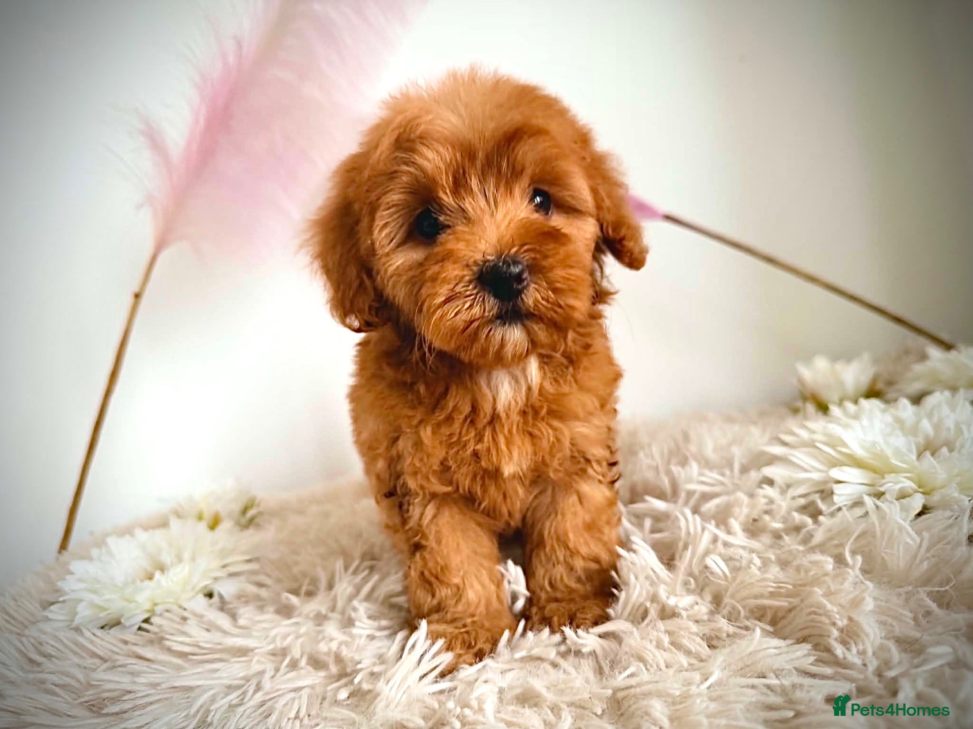Maltipoo dogs Beautifulpuppy  - Advert 7