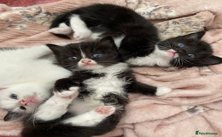 Mixed Breed cats - Advert 14