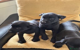 Labrador Retriever dogs for sale: Beautiful Labrador pups - Image 5