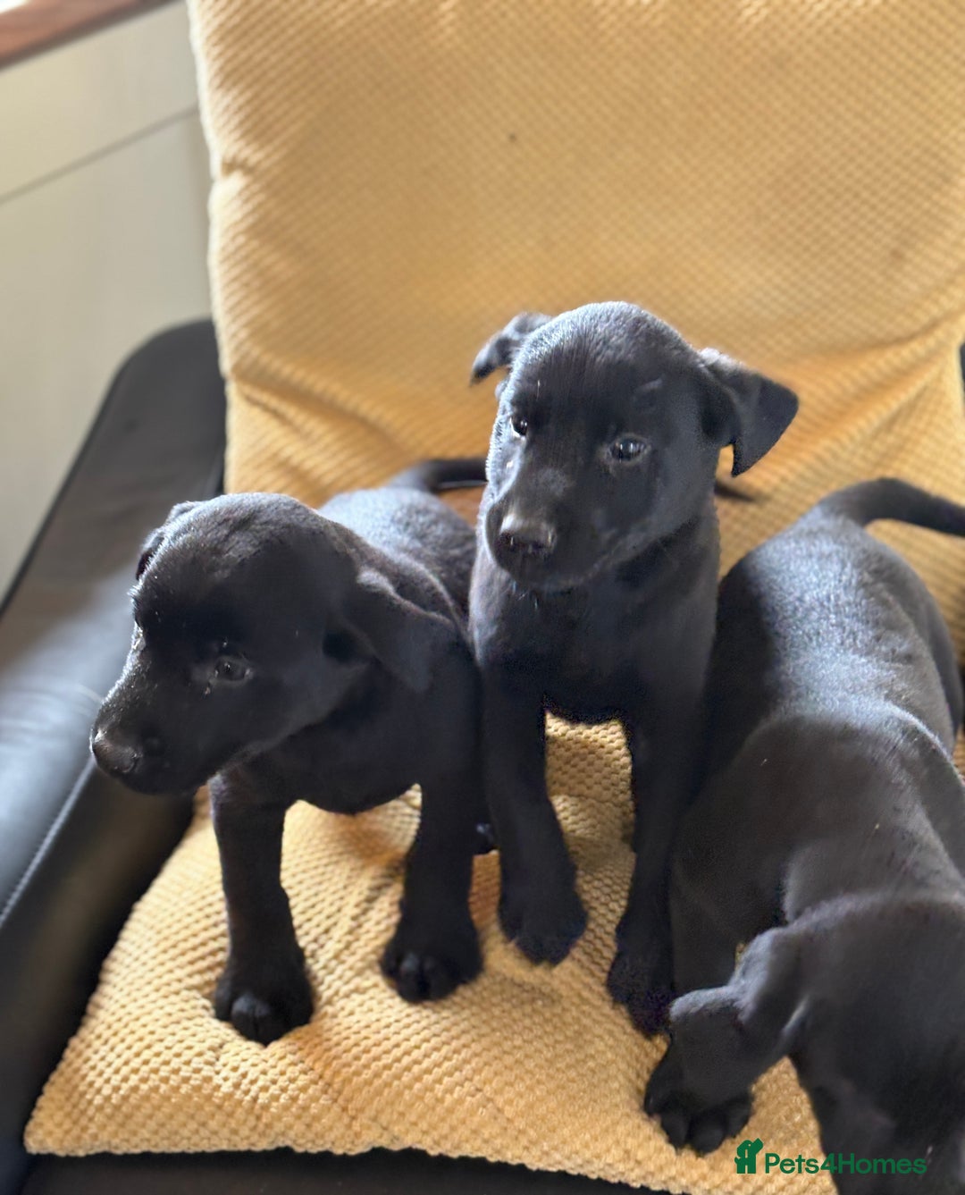 Labrador Retriever dogs for sale: Beautiful Labrador pups - Image 5
