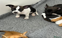 Mixed Breed dogs for sale: Jack Russell X frenchie  - Image 2