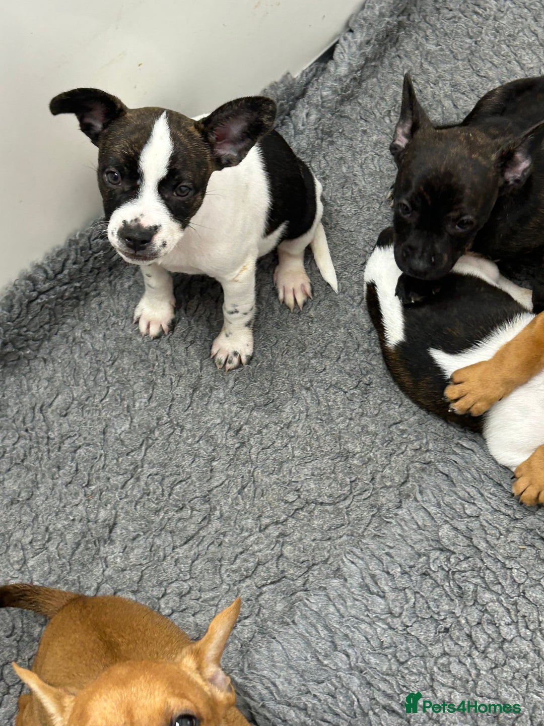 Mixed Breed dogs for sale: Jack Russell X frenchie  - Image 2