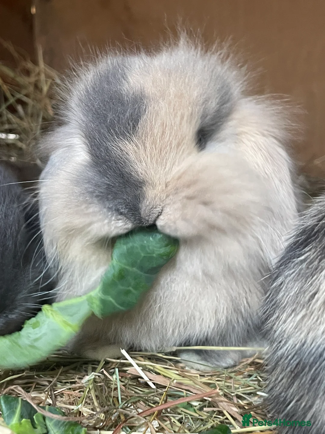 Mini Lop rabbits for sale: Mini lop babies  - Advert 1
