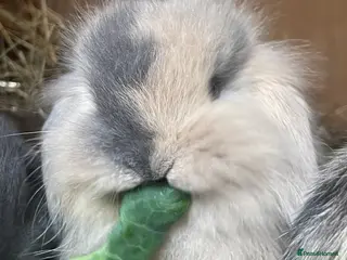 Mini Lop rabbits Mini lop babies - Advert 8