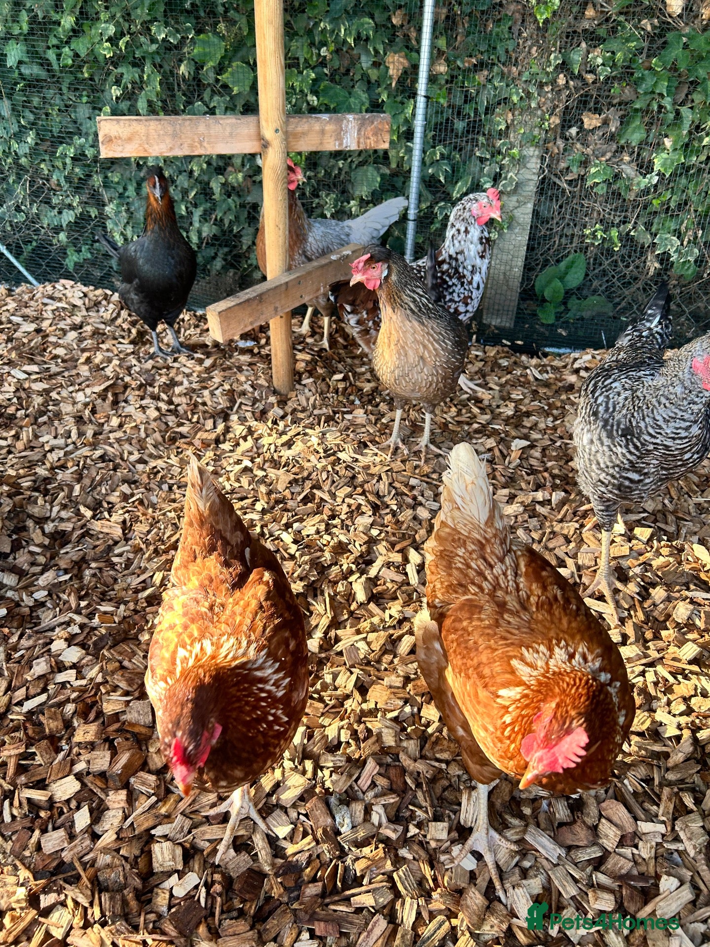 Chickens poultry for sale: 5 hybrid hens for sale  - Advert 15