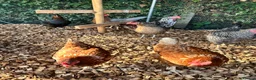 Chickens poultry for sale: 5 hybrid hens for sale  - Advert 1
