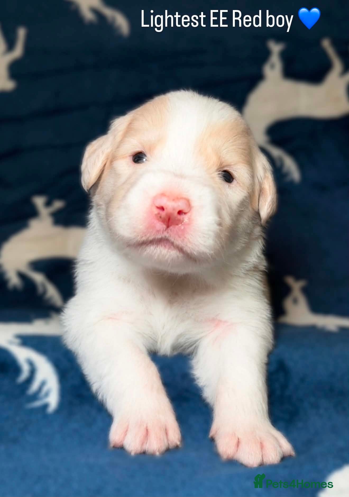 Border Collie dogs Stunning Champion line puppies  - Advert 1