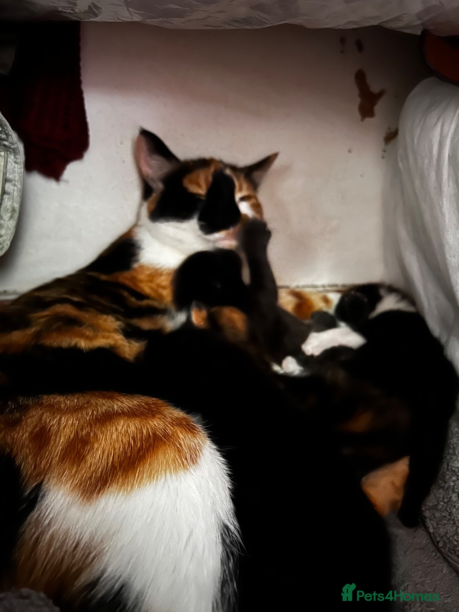 Mixed Breed cats 2 black and white kittens - Advert 1