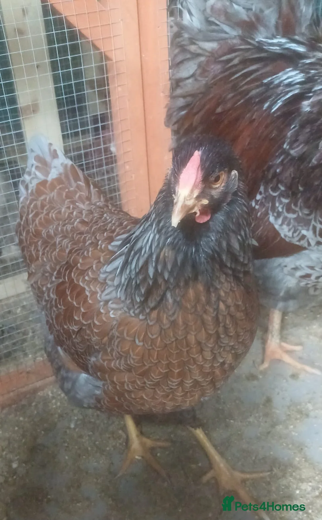 Gallery Image {{count}}