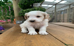 Bernedoodle dogs for sale: Midi Medium Bernedoodle Puppies  - Image 17