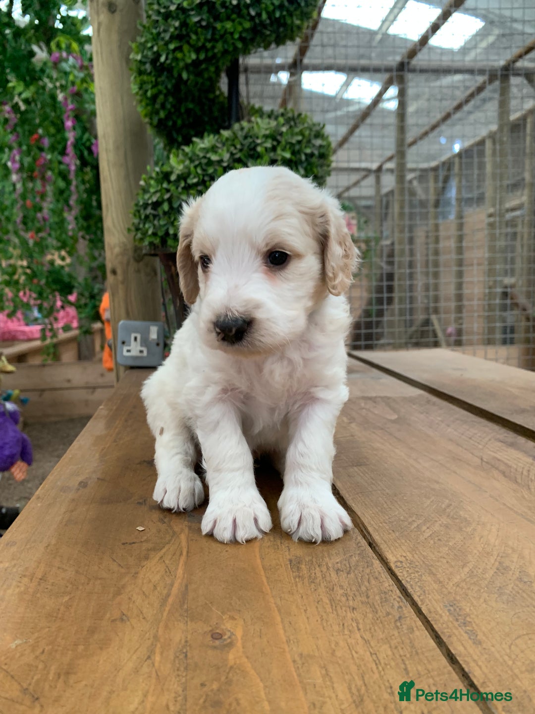 Bernedoodle dogs for sale: Midi Medium Bernedoodle Puppies  - Image 17