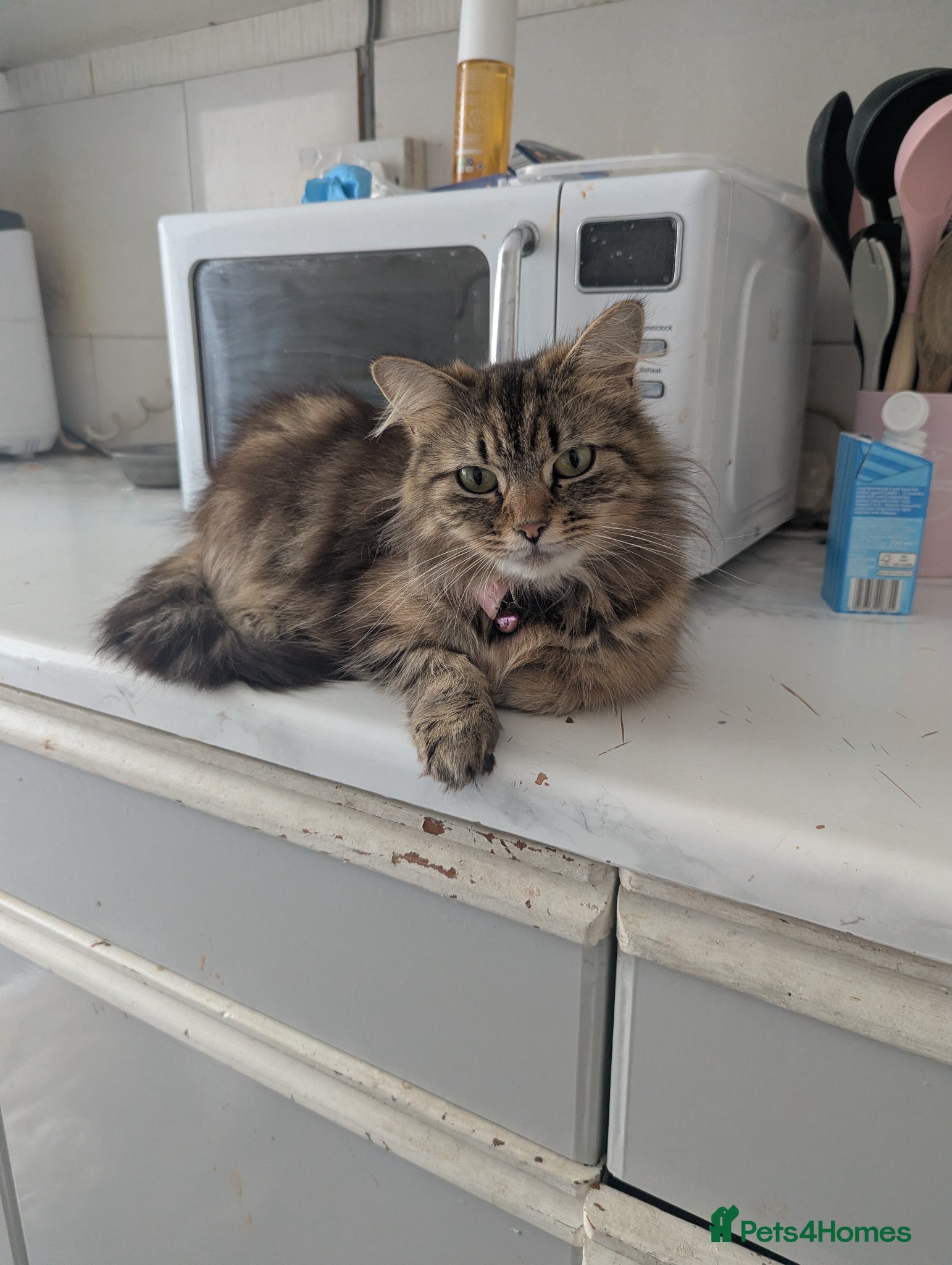Persian cats Long haired doll faced Persian kittens X 4 - Advert 1