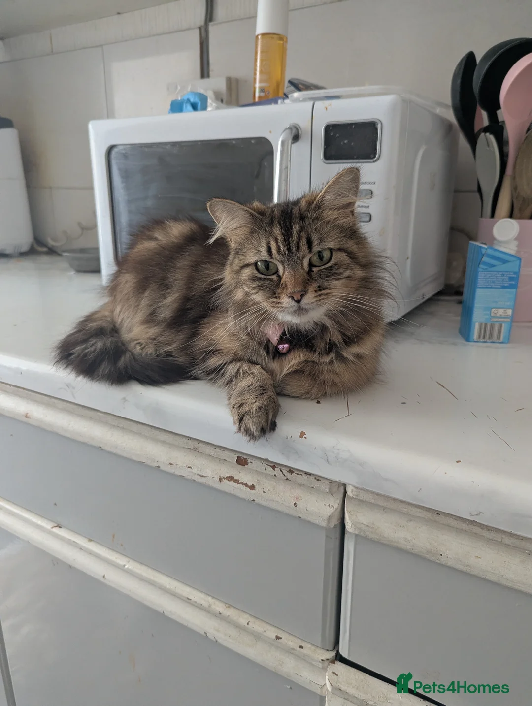 Persian cats for sale: Long haired doll faced Persian kittens X 4 - Advert 1