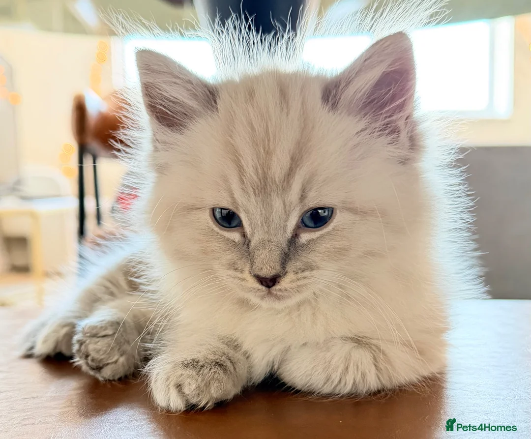 Ragdoll cats for sale: Fluffy Ragdoll X Bengal Kitten  - Advert 1