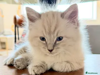 Ragdoll cats Fluffy Ragdoll X Bengal Kitten - Advert 7