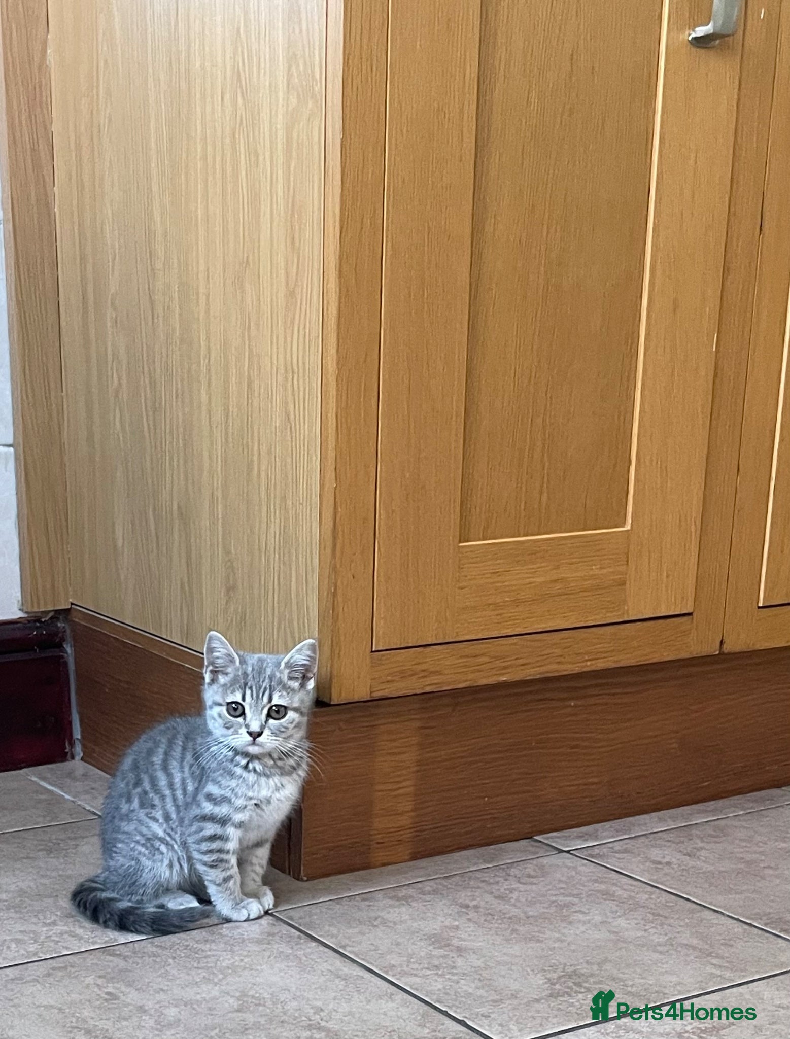 British Shorthair cats for sale: Grey stripe British short hair kitten - Advert 3