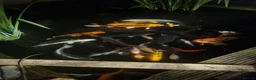 Koi Carp fish for sale: Koi carp various sizes - Advert 12
