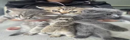 Scottish Fold cats for sale: Scottish Fold Kittens Available  - Advert 1