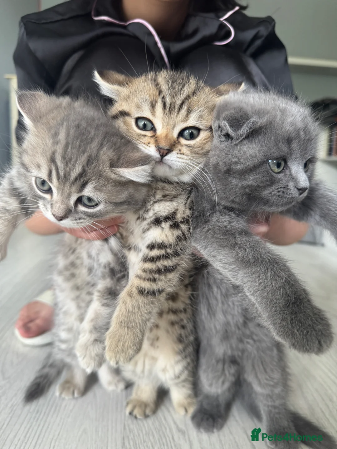 Scottish Fold cats for sale: Scottish Fold Kittens Available  - Advert 1