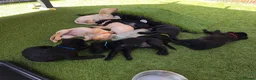 Labrador Retriever dogs for sale: Ready to leave 1 Male Yellow Labrador Retreiver in Swadlincote - Advert 5