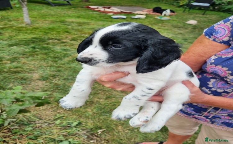 Cocker Spaniel dogs - Advert 1