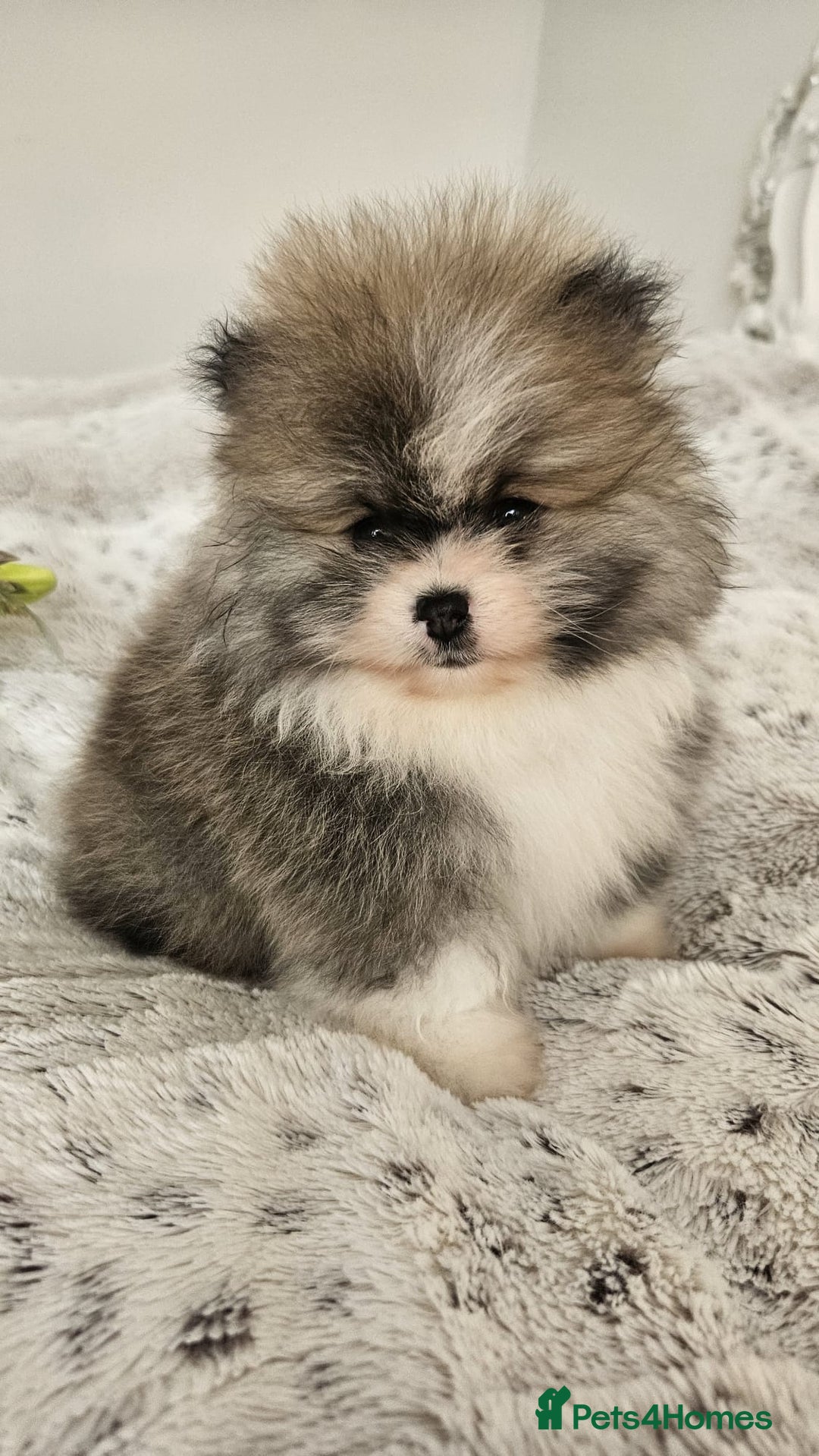 Pomeranian dogs for sale: Little beautiful pomeranians Tamworth  - Advert 11