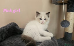 Ragdoll cats for sale: 2 Boys left Gccf £950 Ragdolls  - Image 22