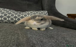 Mini Lop rabbits for sale: Mini lop baby bunnies - Image 3