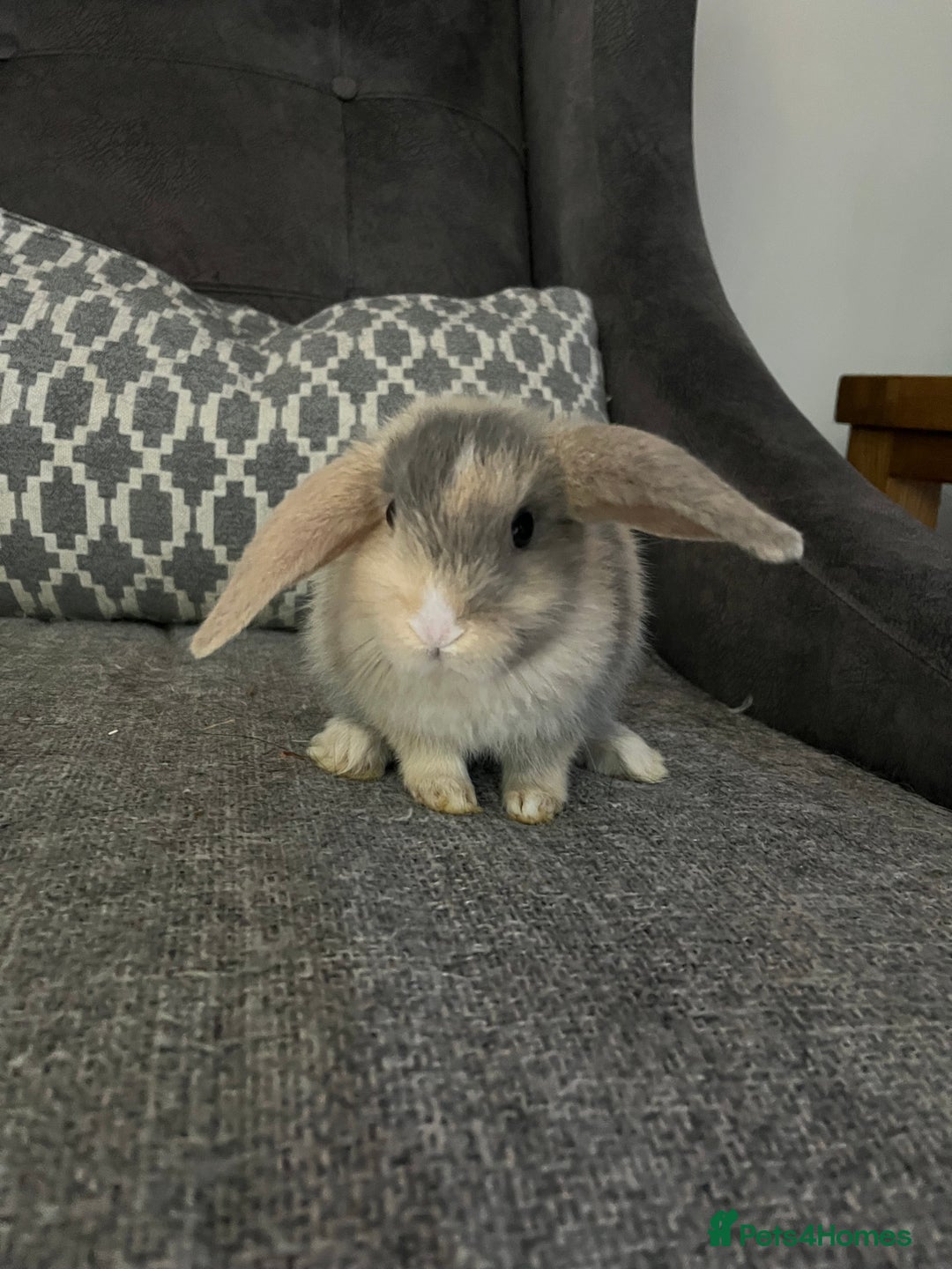 Mini Lop rabbits for sale: Mini lop baby bunnies - Image 3