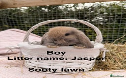 Mini Lop rabbits for sale: Pure mini lops, otters, grey, blue - Image 24