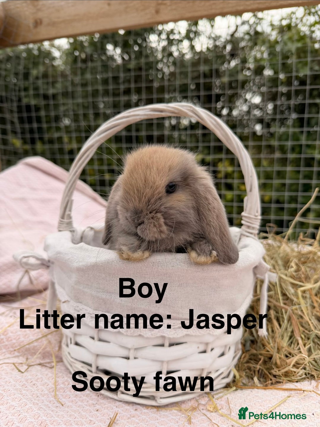 Mini Lop rabbits for sale: Pure mini lops, otters, grey, blue - Image 24