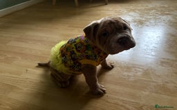 Mixed Breed dogs for sale: Bullpei  - Image 7