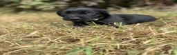 Springador dogs for sale: Beautiful Springador Puppies  - Advert 10