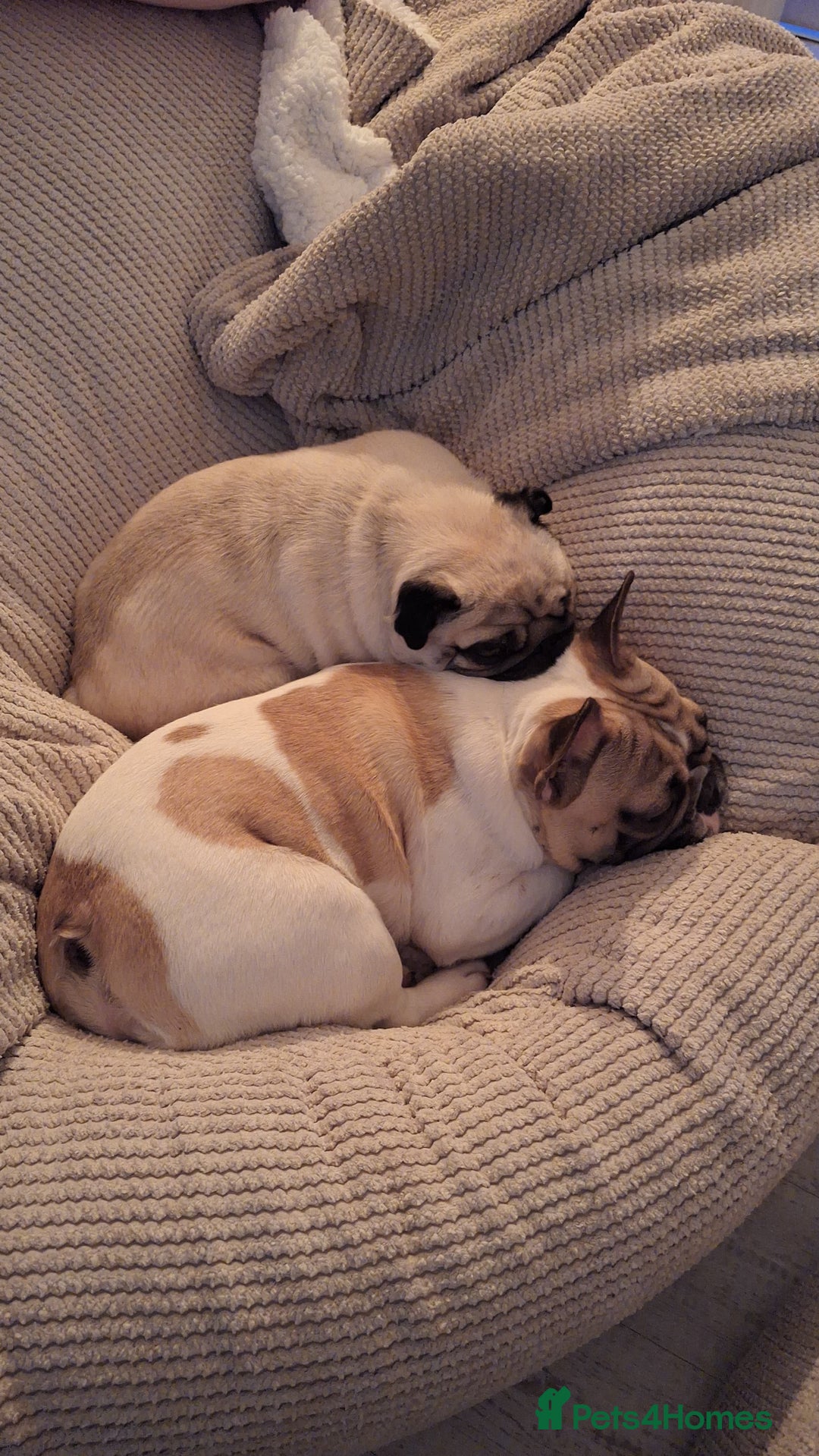 French Bulldog dogs for sale: Perfect sweet boy looking for new home  - Image 3
