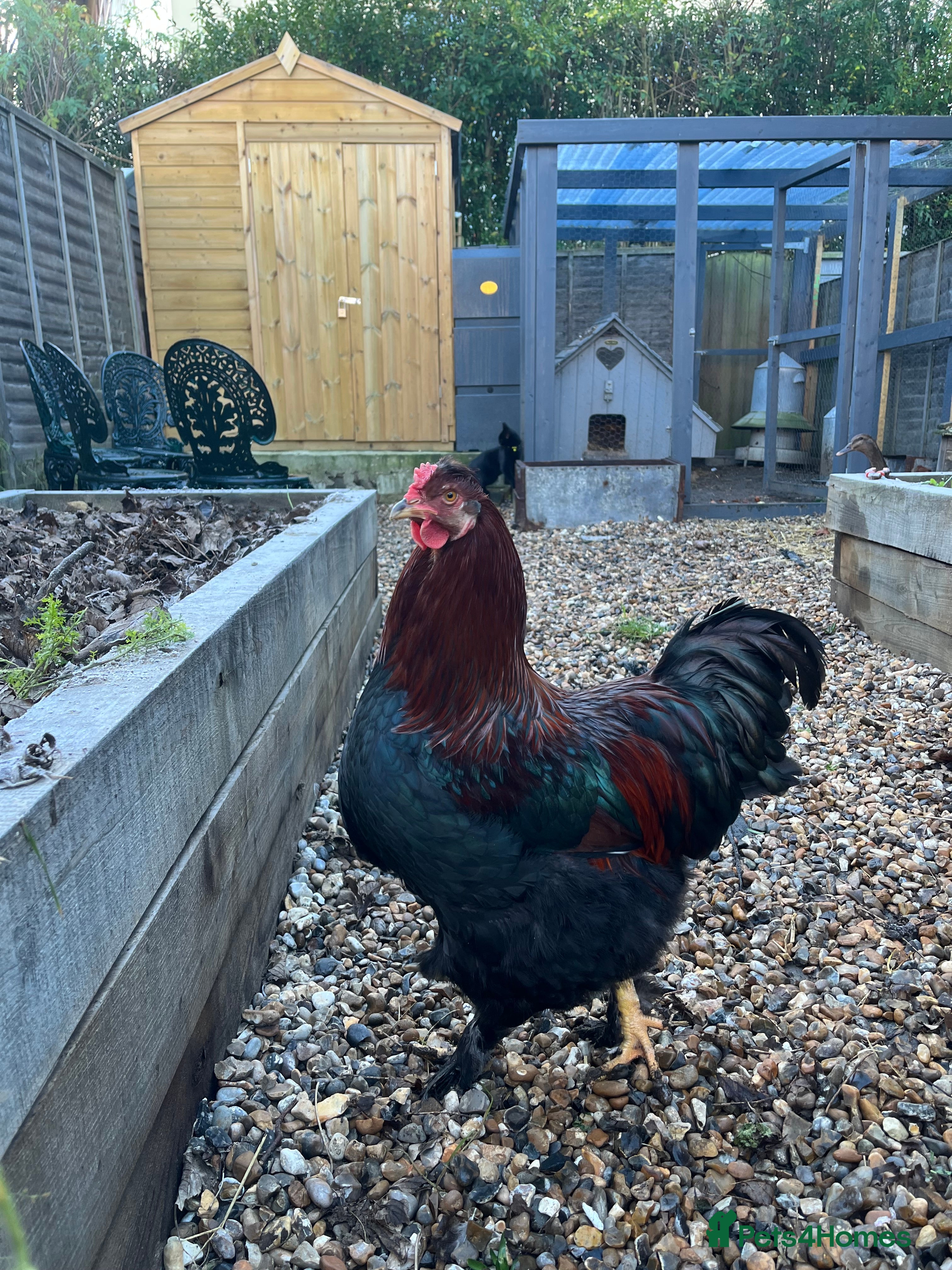 Chickens poultry Sold as a pair or individually  - Advert 1