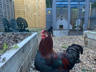 Chickens poultry Sold as a pair or individually - Advert 1