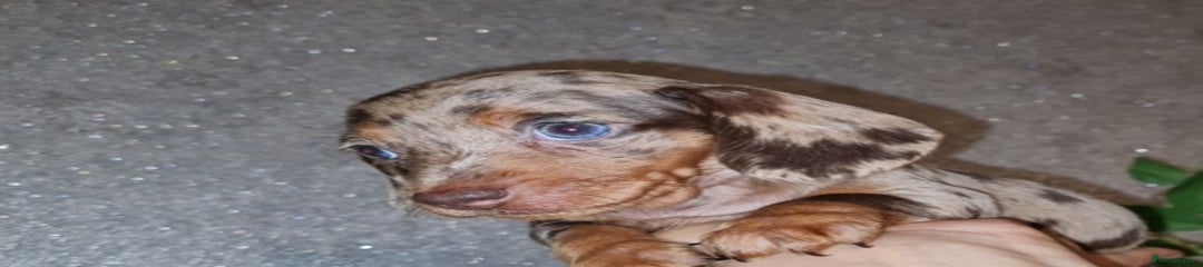 Miniature Dachshund Puppy 7