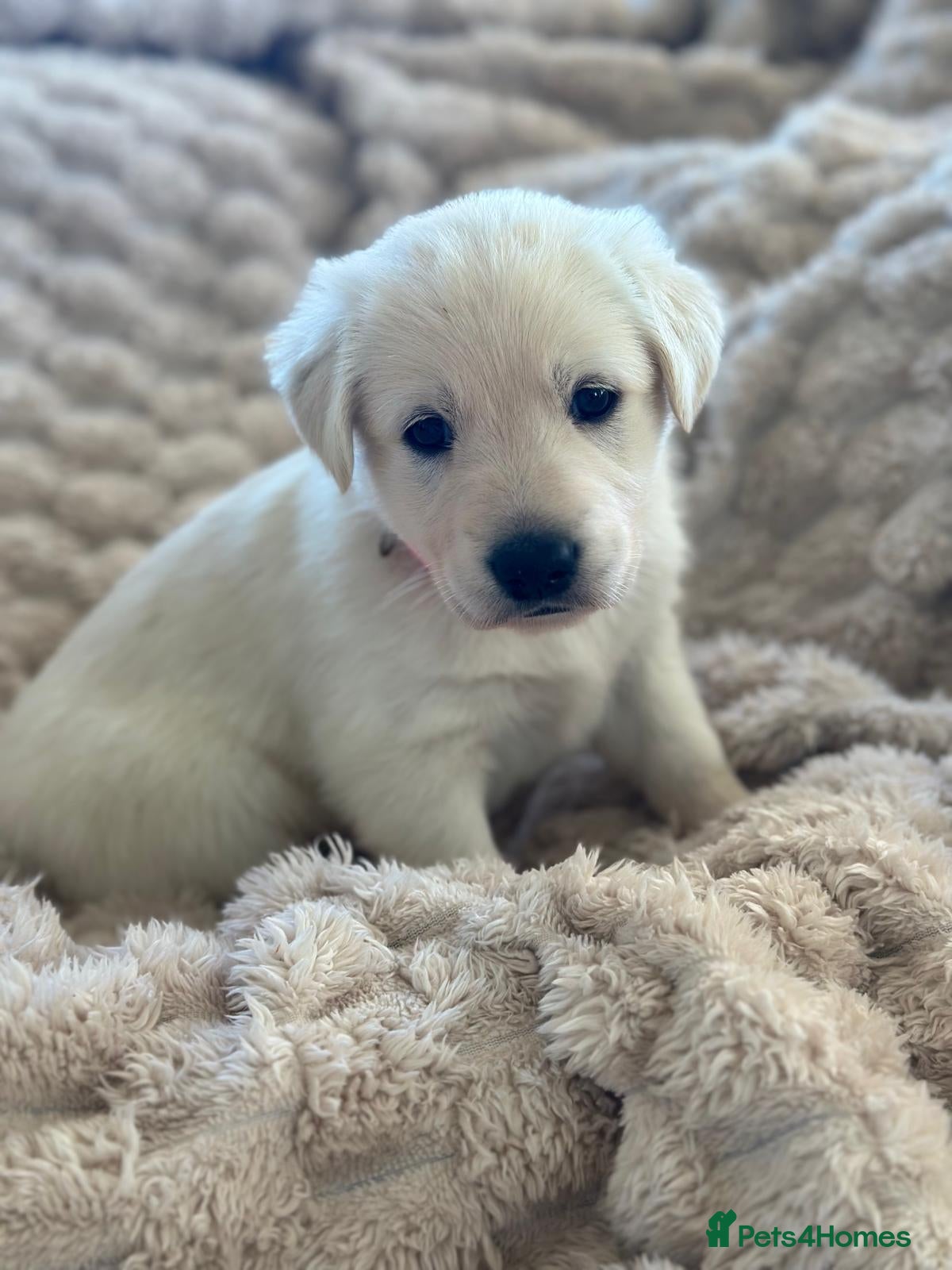 Golden Shepherd dogs 🐾1 female left 🐾Golden shepherd puppies 🐾 - Advert 12