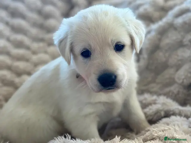 Golden Shepherd dogs 🐾1 female left 🐾Golden shepherd puppies 🐾 - Advert 12