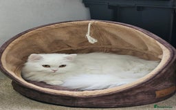 British Longhair cats for sale: British long hair pure white beautiful soul - Image 1